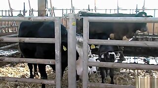 German Farm-Woman Anal