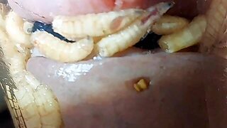 Pain Cbt Insertion Bdsm Pervers Futter Für Maggots